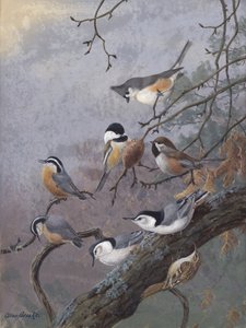 Mélange pour oiseaux par Allan Brooks