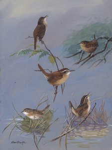Wren, par Allan Brooks