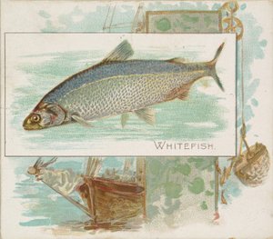 Poisson blanc, de la série Poissons des eaux américaines N39 pour les cigarettes Allen & Ginter, 1889