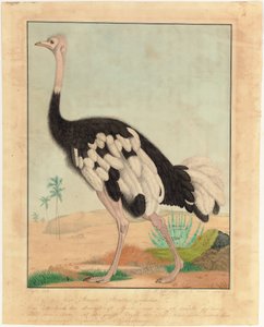 Une autruche, de profil, dans un paysage désertique