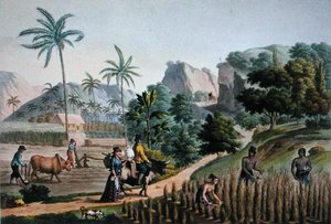 Île de Guam : Travaux agricoles, de 