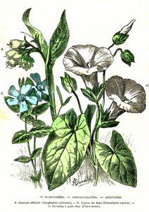 Borraginacées, Convolvulacées, Apocynacées: Création naturelle et êtres vivants. Dessin par A. Demarle. 1885 - Alphonse Demarle