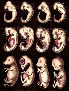 Embryons comparés de 4 vertébrés : De gauche à droite : cochon, poule, lapin, homme. Dessin A. Demarle. 1885