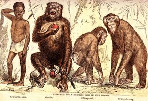Évolution des mammifères vers le type humain : Création naturelle et êtres vivants (De Jules Rengade). Dessin par A. Demarle. 1885