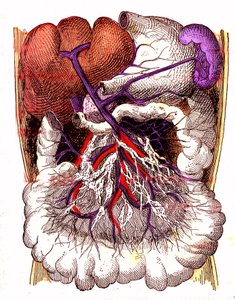 Organes d