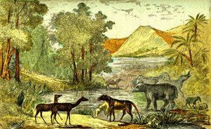 Préhistoire - Période éocène : De droite à gauche : Paléothérium, Anoplothérium, Xiphodontes et les oiseaux Tantale. Création naturelle et êtres vivants. Dessin A. Demarle. 1885