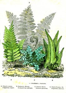 Fougères de fronde: Création naturelle et êtres vivants. Dessin par A. Demarle. 1885 - Alphonse Demarle