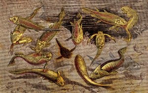 Les Temps Dévoniens (Préhistoire) Êtres vivants : La lutte pour l