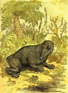 Le Labyrinthodonte (Amphibie): Amphibien de la période du charbon. Création naturelle et êtres vivants. Dessin A. Demarle 1885 - Alphonse Demarle