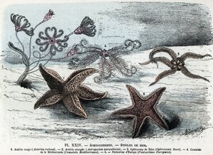 Planche zoologique ; échinodermes, étoiles de mer (astéries, ophiocoma, comatum et pentacrine). Gravure tirée de « L