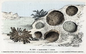 Planche zoologique : échinodermes, oursins Gravure de 