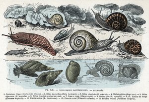 Planche zoologique ; mollusques gastéropodes, poumons (cyclostome, hélice de jardins et chagrin, limace rouge, limace grise, limnée, planorbe, paludine...). Gravure tirée de « L