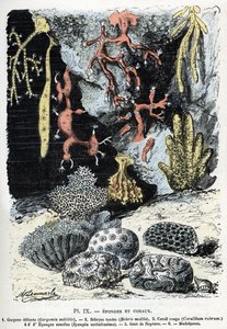 Planche zoologique : éponges et coraux (gorgone, bebryce, corail, éponges, gant de Neptune). Gravure tirée de « L