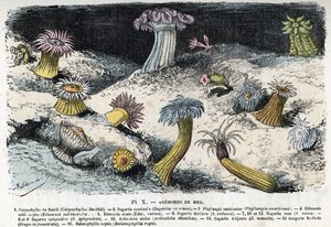 Planche zoologique : anémones de mer Gravure de « L