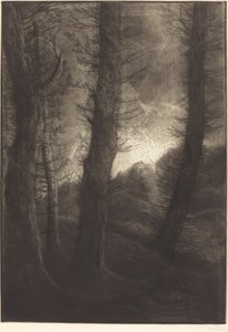 Les grands arbres : Effet du soir