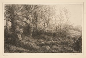 Lisière de forêt