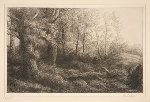 Lisière de forêt