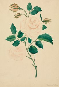 Rose de Damas (aquarelle) - Altha Mary Nims