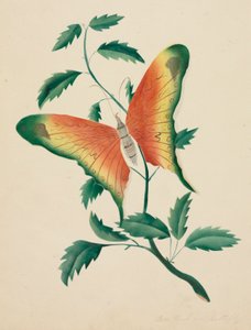 Rosier et papillon (aquarelle) - Altha Mary Nims
