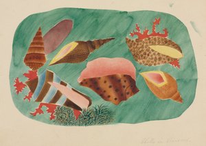 Coquillages dans les algues (aquarelle) - Altha Mary Nims