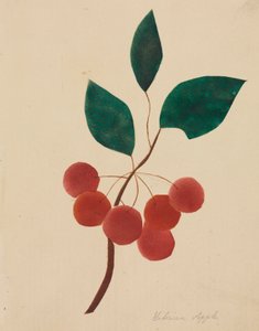 Pomme de Sibérie (aquarelle) - Altha Mary Nims