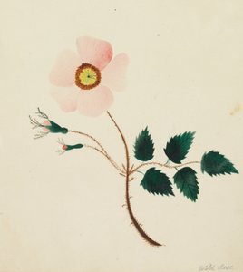 Rose sauvage (aquarelle) - Altha Mary Nims