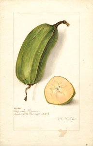 Bananes (Musa : Popoulu Hawaii) (aquarelle)