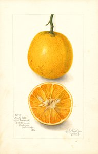 Oranges tardives Harts (Citrus sinensis) (aquarelle) - Amanda Almira Newton