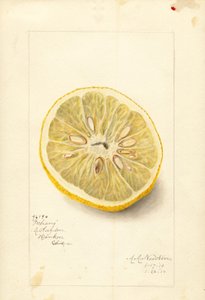 Orange Ichang (Citrus sinensis) (aquarelle) - Amanda Almira Newton