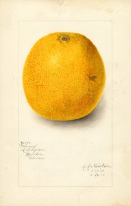 Orange Ichang (Citrus sinensis) (aquarelle) - Amanda Almira Newton