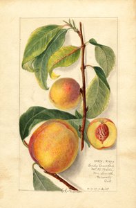 Pêches (Prunus persica) (aquarelle) - Amanda Almira Newton
