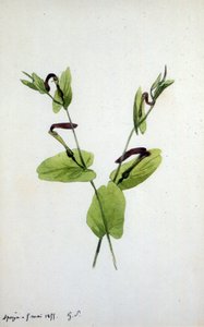 Aristolochia, un grand genre de plantes de la famille des Aristolochiaceae