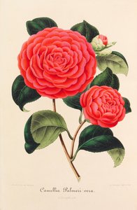 Nouvelle iconographie des Camellias - Ambroise Alexandre Verschaffelt