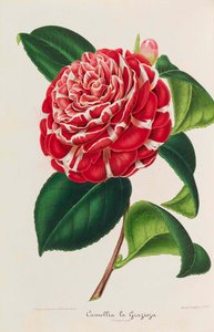 Nouvelle iconographie des Camellias