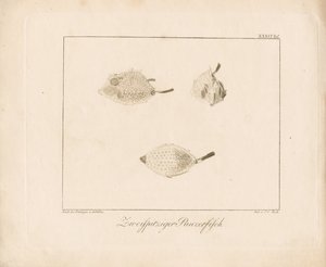 Poisson-lune (gravure sur cuivre) - Ambrosius Gabler