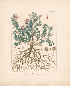 Le nerprun des aulnes (lithographie coloriée à la main) - Ambrosius Gabler