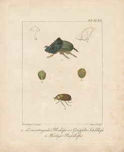 Diverses espèces de coléoptères (gravure sur cuivre coloriée à la main)