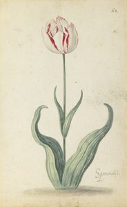 Tulipe Speramondi, d