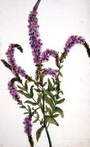 Herbe aux épilobes à pointes violettes (Epilobium) 1787 - Amelia Fancourt