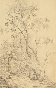 Arbres à Bromley - Amelia Long