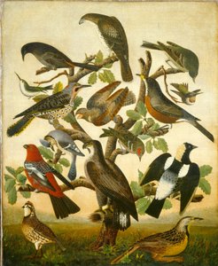 Oiseaux