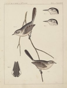Oiseaux - U.S.P.R.R. Exp. & Surveys, 35e parallèle - American 19th Century