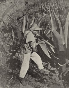 Un récolteur de pulque mexicain - American Photographer (after)