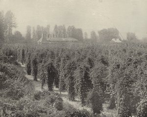 Un champ de houblon à Washington - American Photographer (after)