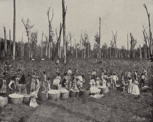 Cueillette du coton au Mississippi - American Photographer (after)