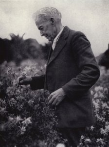 Luther Burbank parmi ses fleurs (photo n/b) - American Photographer (after)