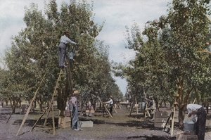 Oregon : Récolte de fruits dans un verger de la vallée de la Rogue River - American Photographer (after)
