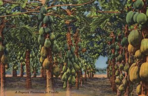 Plantation de papayes, Floride
