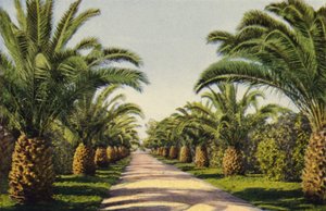 Une allée à Riverside (photo couleur) - American Photographer