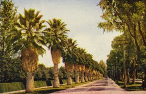 Une allée de palmiers près de Los Angeles (photo couleur) - American Photographer